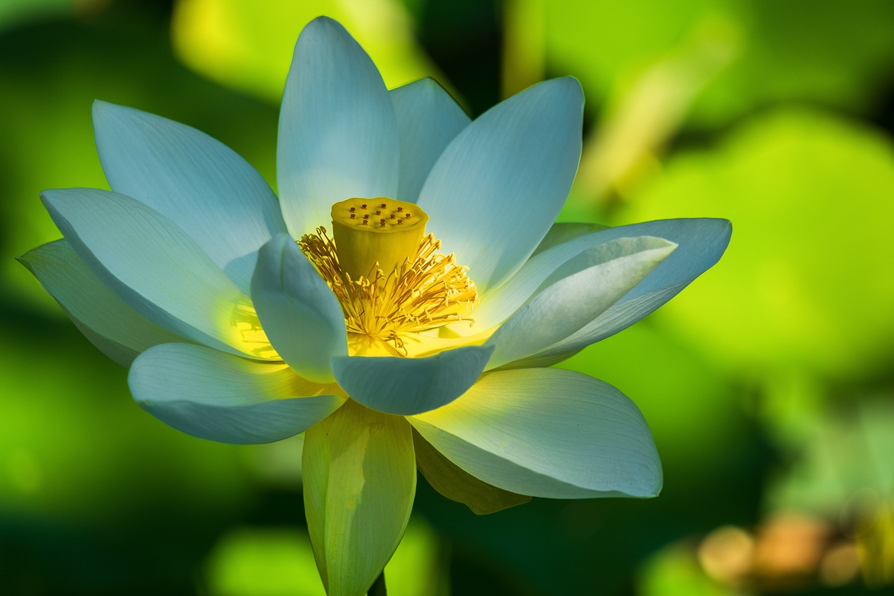 lotus flower, white, flower-4774833.jpg